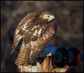 _5SB8721 red-tailed hawk Immature